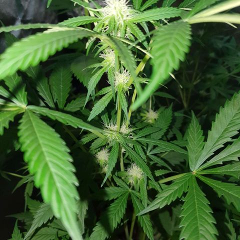 Diesel #1 growlog timeline photo