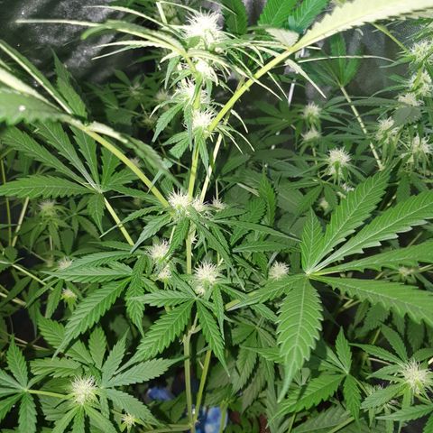 Diesel #1 growlog timeline photo
