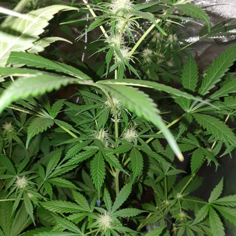 Diesel #1 growlog timeline photo