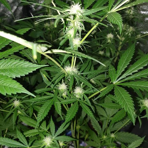 Diesel #1 growlog timeline photo