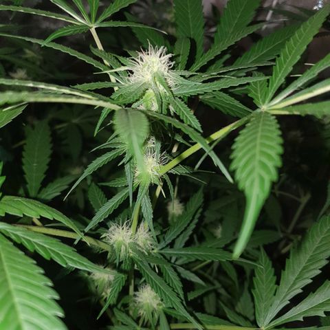 Diesel #1 growlog timeline photo