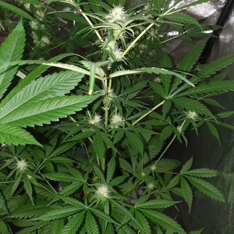 Diesel #1 growlog timeline photo