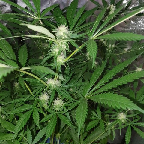 Diesel #1 growlog timeline photo