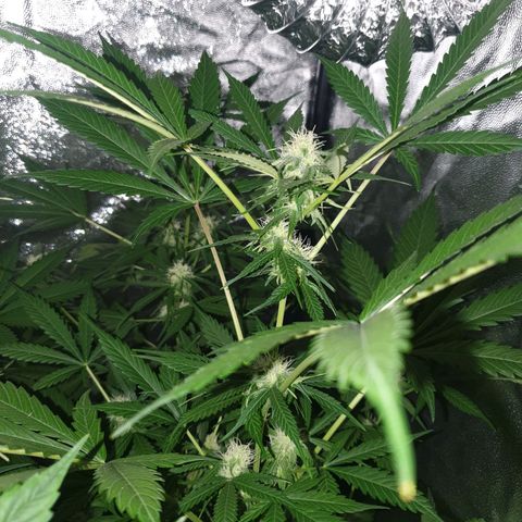 Diesel #1 growlog timeline photo