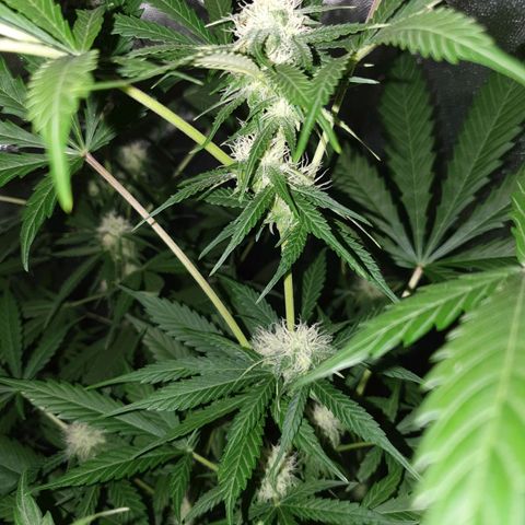 Diesel #1 growlog timeline photo