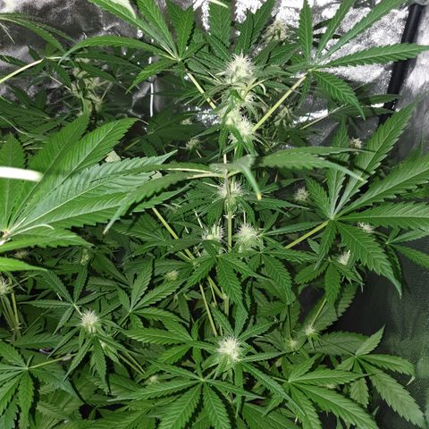 Diesel #1 growlog timeline photo