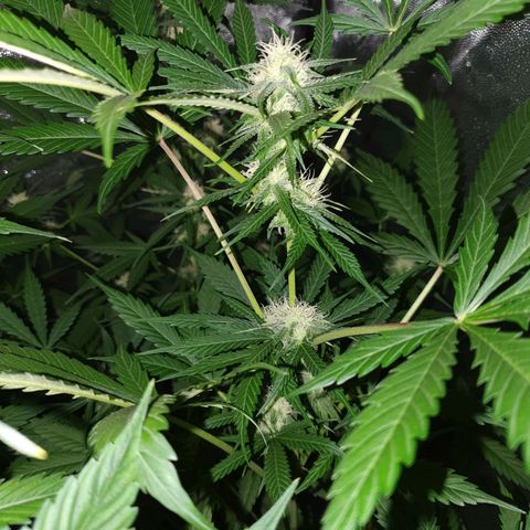 Diesel #1 growlog timeline photo