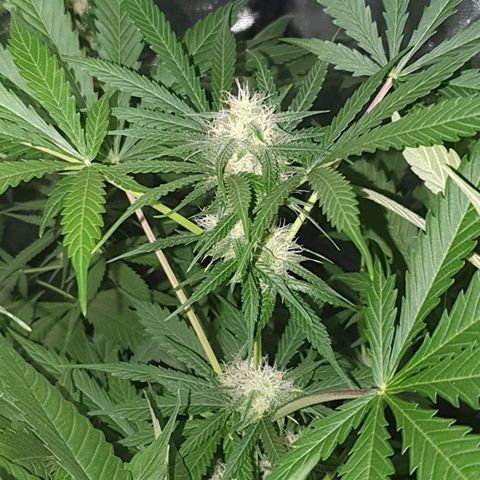 Diesel #1 growlog timeline photo