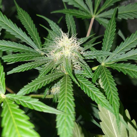 Diesel #1 growlog timeline photo