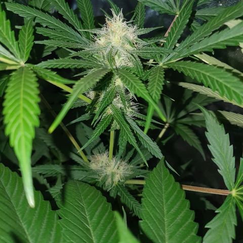 Diesel #1 growlog timeline photo
