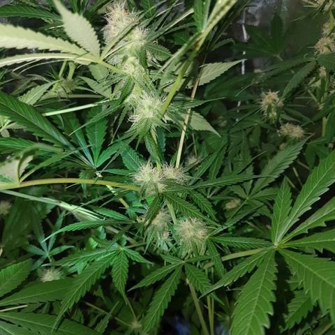 Diesel #1 growlog timeline photo