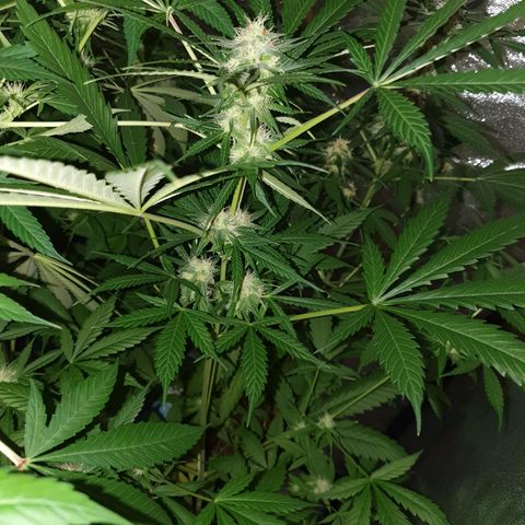 Diesel #1 growlog timeline photo