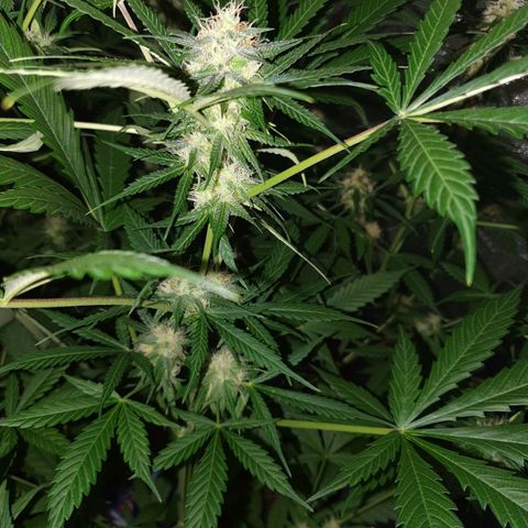 Diesel #1 growlog timeline photo
