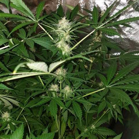 Diesel #1 growlog timeline photo