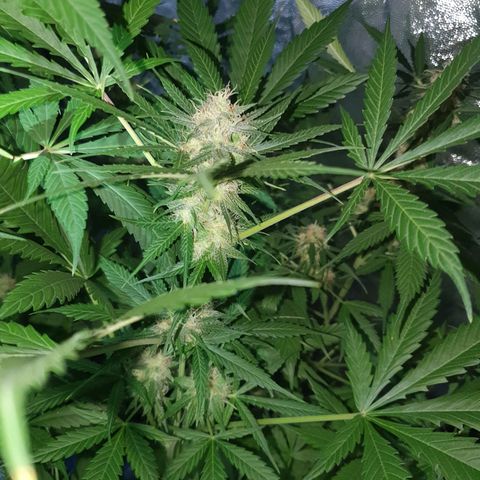 Diesel #1 growlog timeline photo