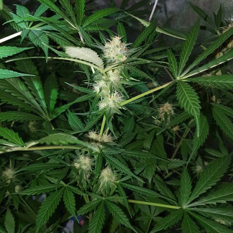 Diesel #1 growlog timeline photo