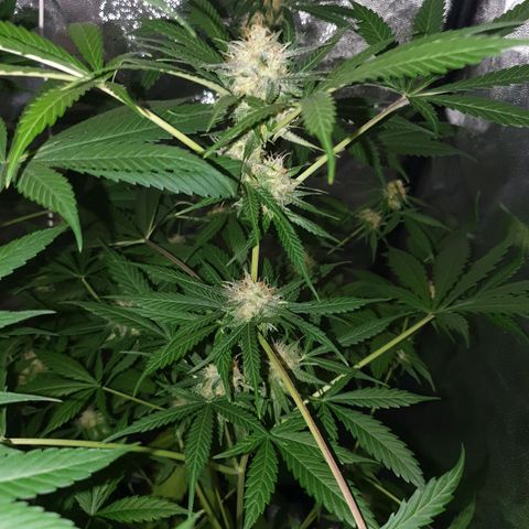 Diesel #1 growlog timeline photo