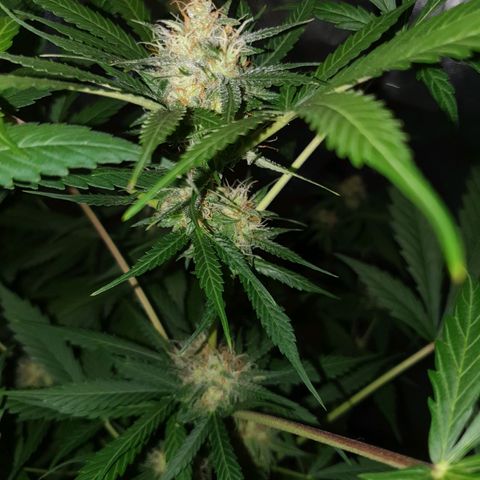 Diesel #1 growlog timeline photo