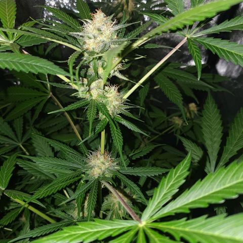 Diesel #1 growlog timeline photo