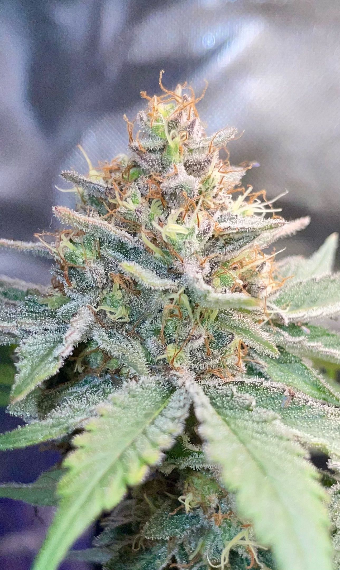 Critical Kush Photo Mainlining 1th Try growlog header
