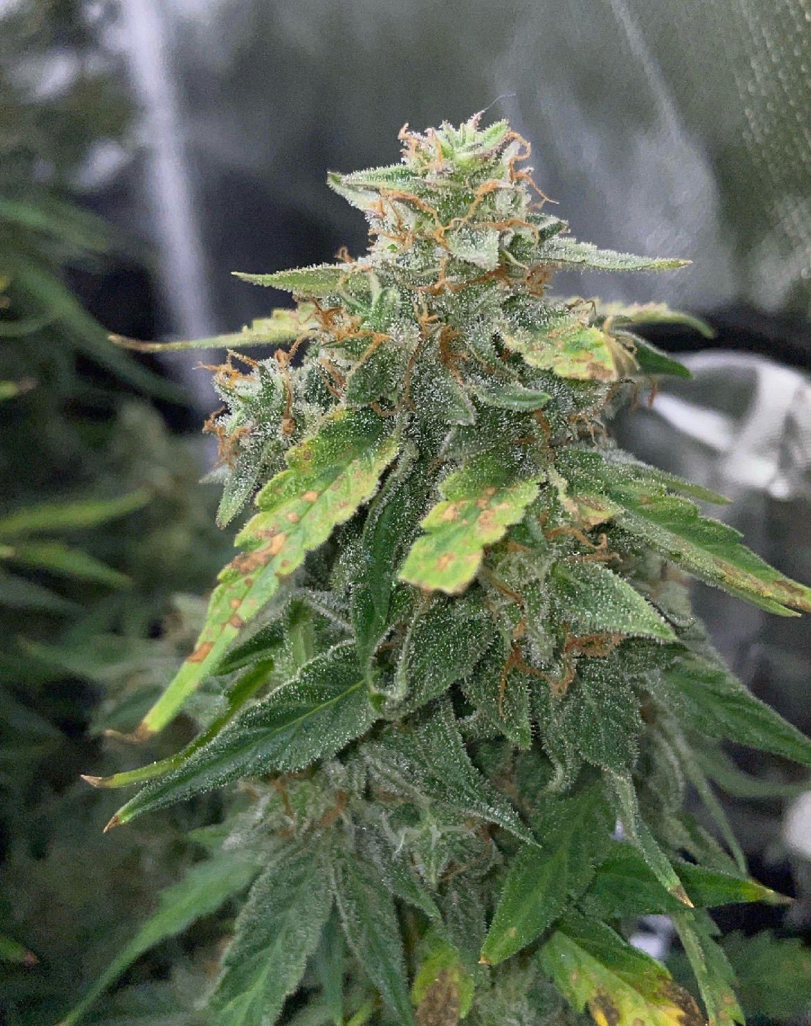 WSS Skunk growlog header