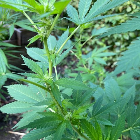 Jimmy growlog timeline photo