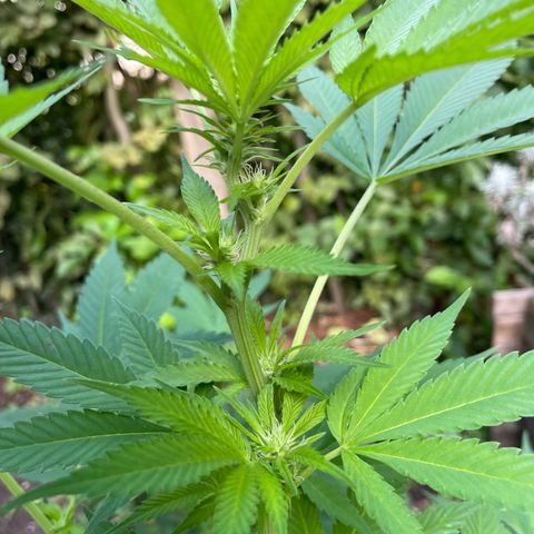 Jimmy growlog timeline photo