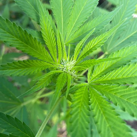 Jimmy growlog timeline photo