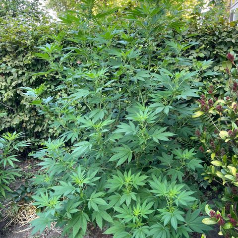 Jimmy growlog timeline photo