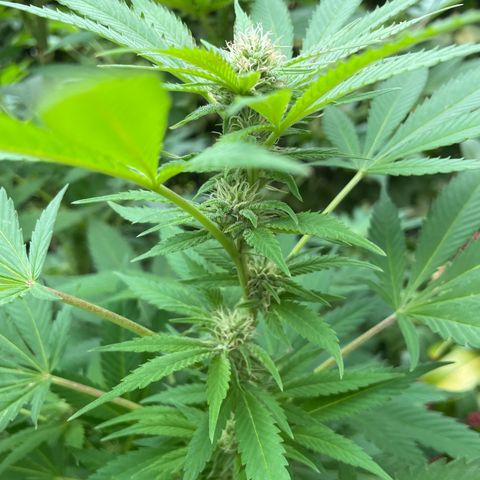 Jimmy growlog timeline photo