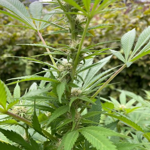 Jimmy growlog timeline photo