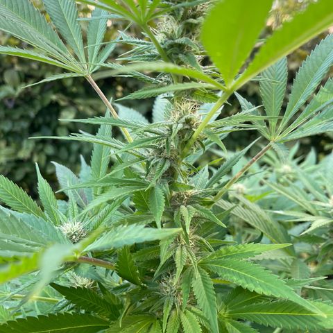 Jimmy growlog timeline photo