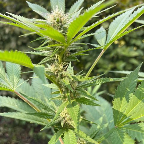 Jimmy growlog timeline photo