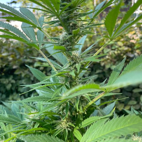 Jimmy growlog timeline photo