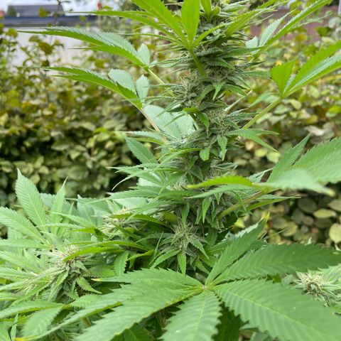 Jimmy growlog photo: Ende Woche 5 - Freiland Experiment 