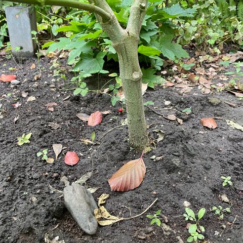 Jimmy growlog photo: Ende Woche 5 - Freiland Experiment 