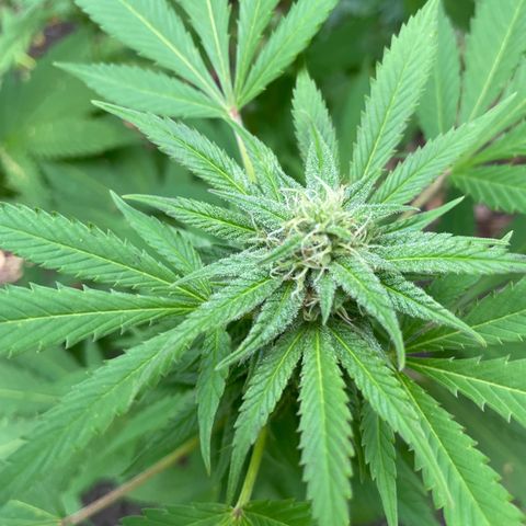 Jimmy growlog photo: Ende Woche 5 - Freiland Experiment 