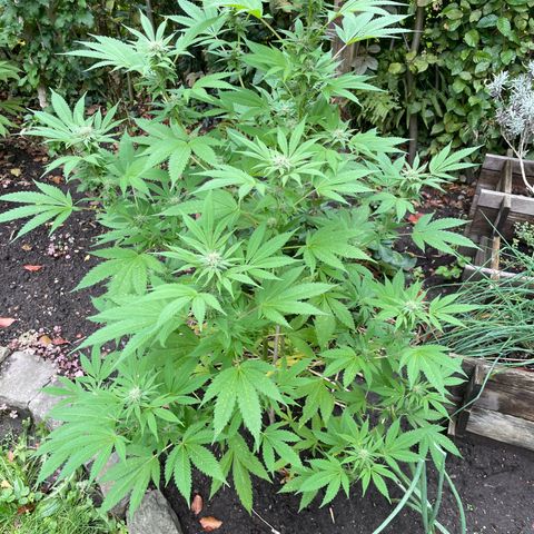 Jimmy growlog photo: Ende Woche 5 - Freiland Experiment 