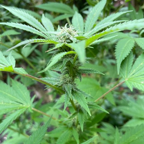 Jimmy growlog photo: Ende Woche 5 - Freiland Experiment 