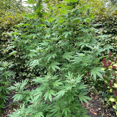 Jimmy growlog photo: Ende Woche 5 - Freiland Experiment 