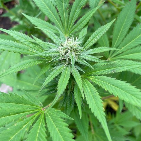 Jimmy growlog photo: Ende Woche 5 - Freiland Experiment 