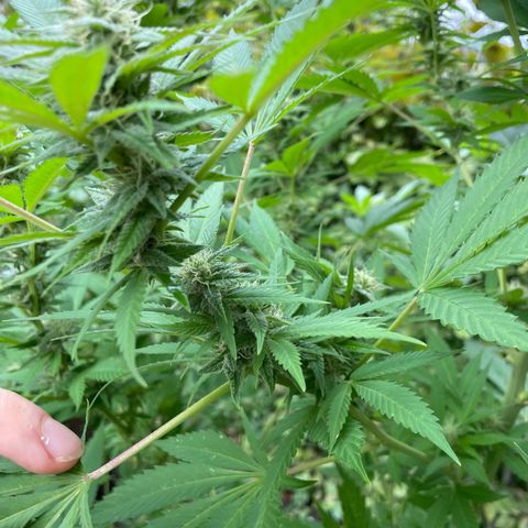 Jimmy growlog timeline photo