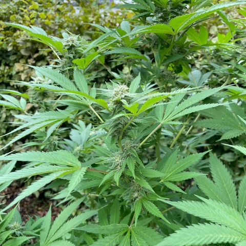 Jimmy growlog timeline photo