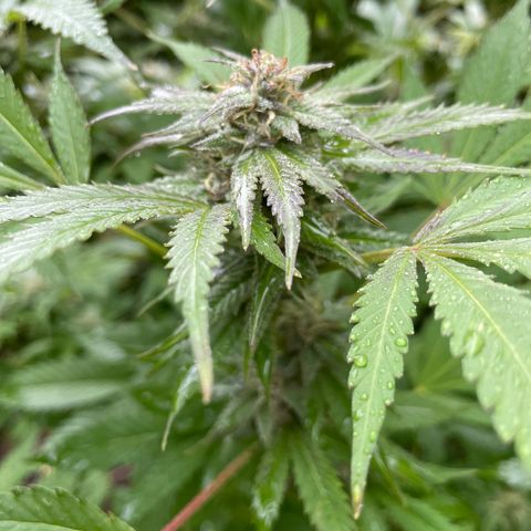 Jimmy growlog timeline photo