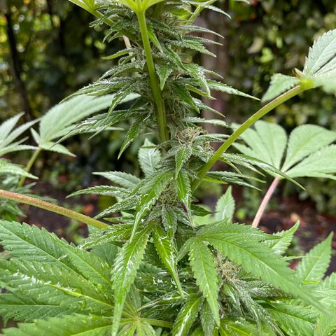 Jimmy growlog timeline photo