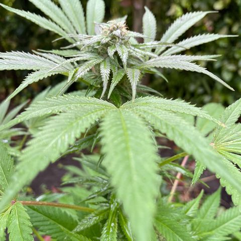 Jimmy growlog timeline photo