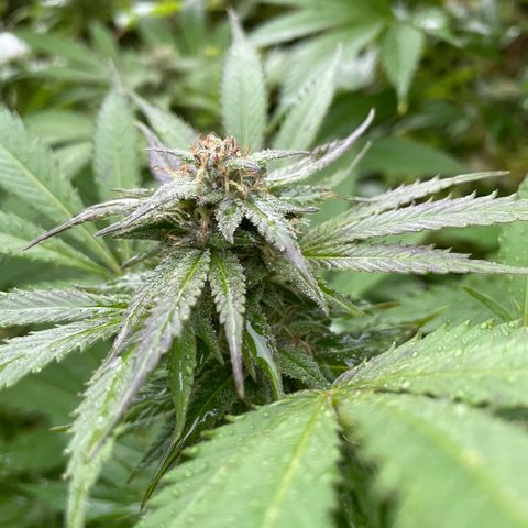 Jimmy growlog timeline photo