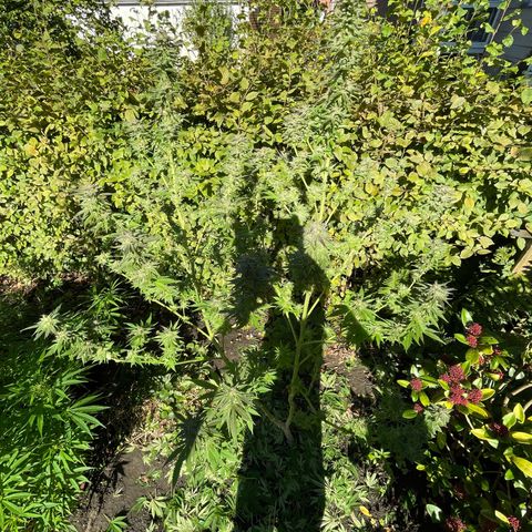 Jimmy growlog timeline photo