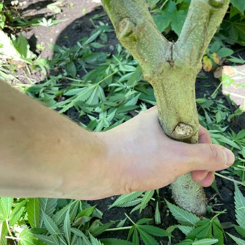 Jimmy growlog timeline photo