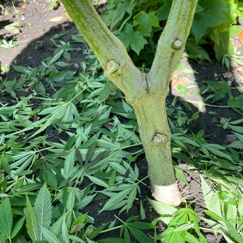 Jimmy growlog timeline photo